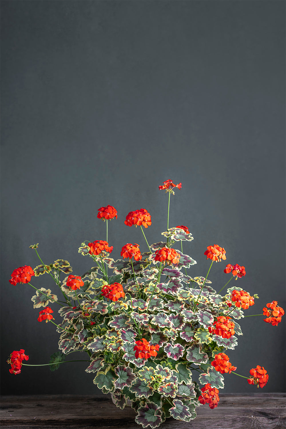 Pelargonium 'Contrast': geranio con incantevoli fiori rosso-arancio, presentato con cura in un vaso di terracotta su un luminoso tavolo di legno.