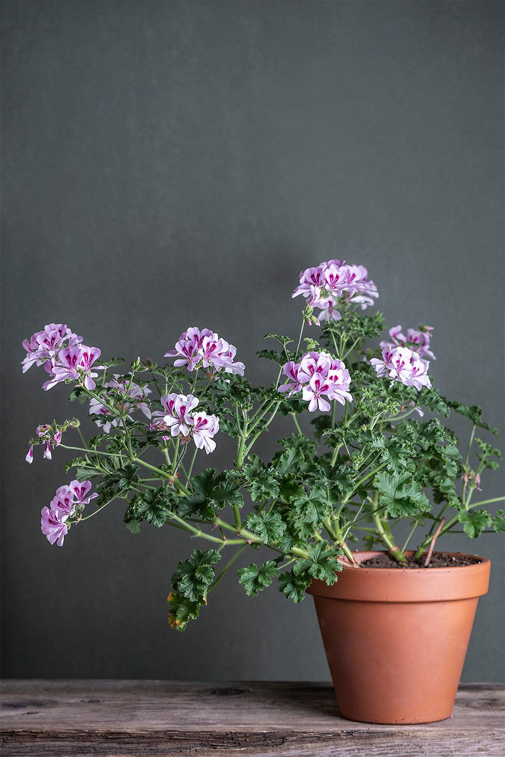 Pelargonium 'Copthorne': geranio con incantevoli fiori rosa chiaro, presentato con cura in un vaso di terracotta su un luminoso tavolo di legno.