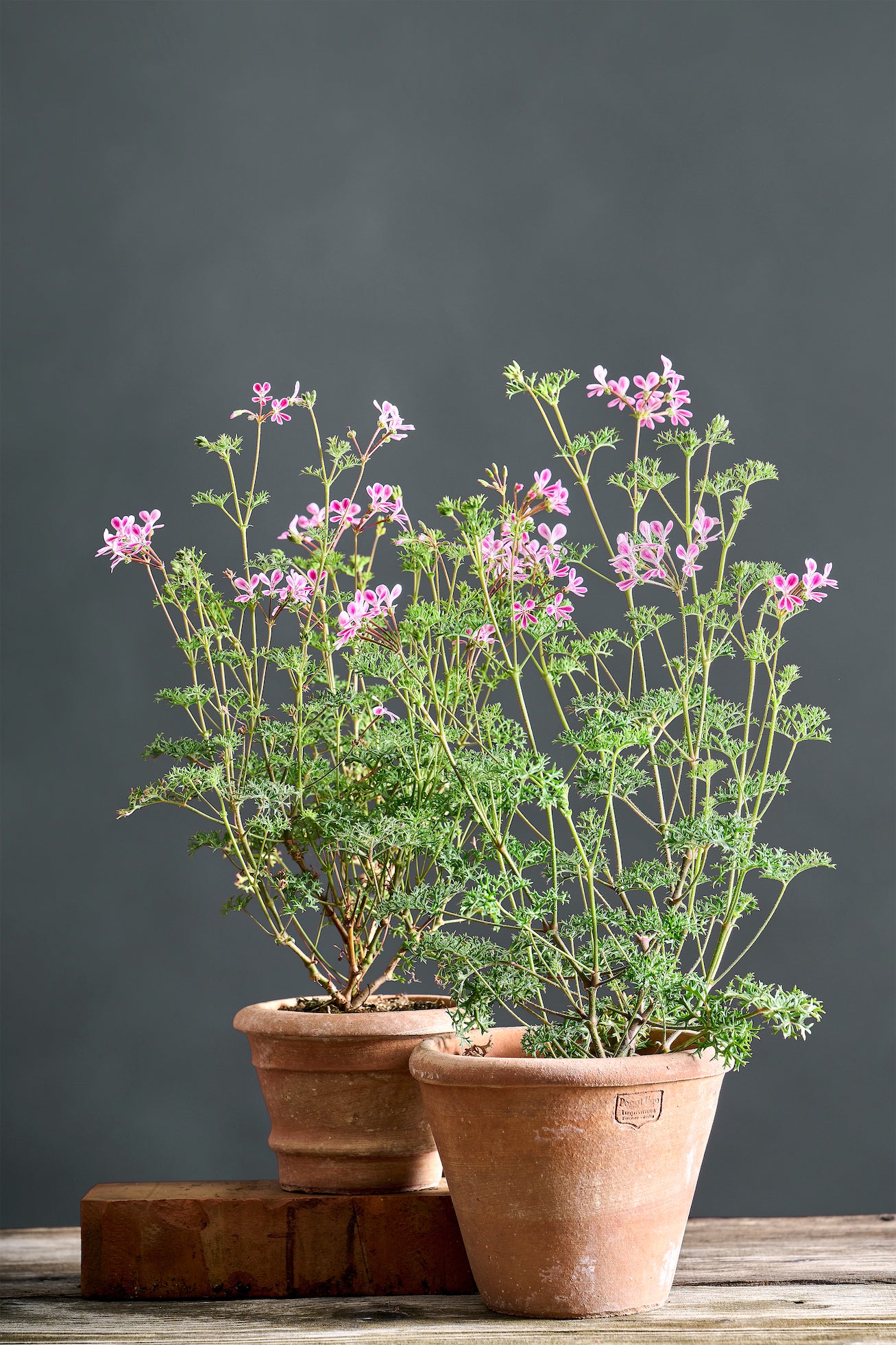 Pelargonium coriandrifolium x anethifolium: geranio con incantevoli fiori rosa, presentato con cura in un vaso di terracotta su un luminoso tavolo di legno.