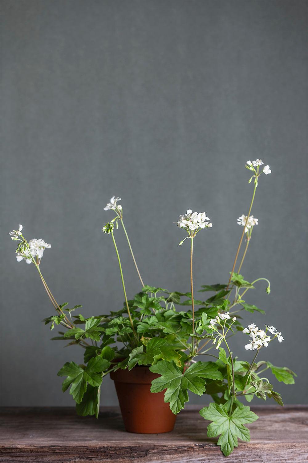 Pelargonium 'Creamery': geranio con incantevoli fiori color avorio-giallo crema, presentato con cura in un vaso di terracotta su un luminoso tavolo di legno.