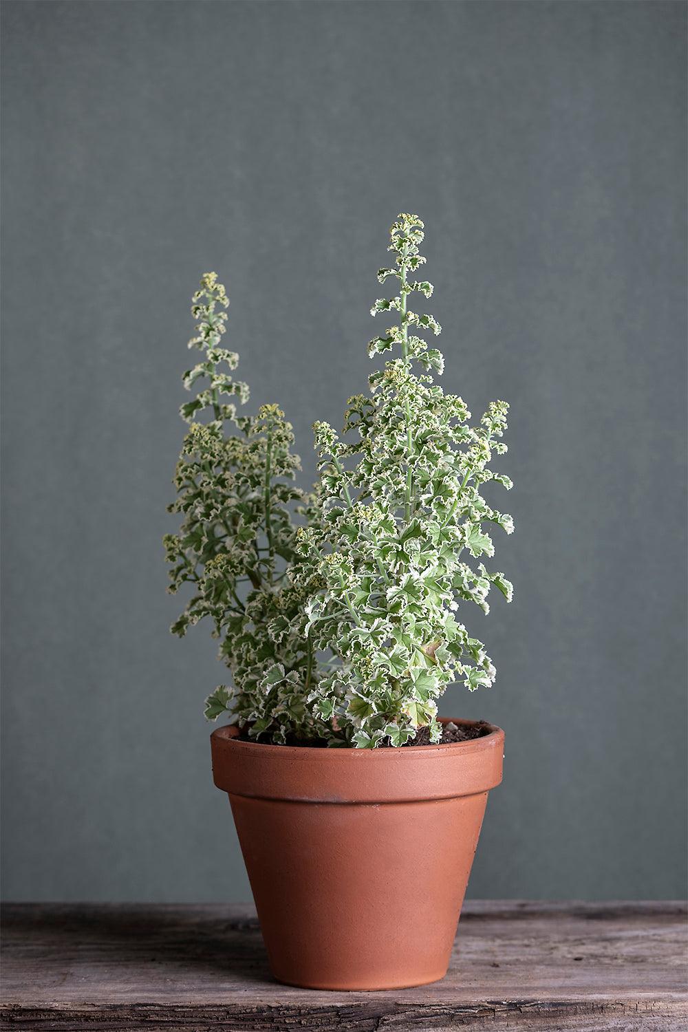 Pelargonium crispum variegatum: geranio con incantevoli fiori color rosa chiaro e foglie arricciate color verde smeraldo, presentato con cura in un vaso di terracotta su un luminoso tavolo di legno.