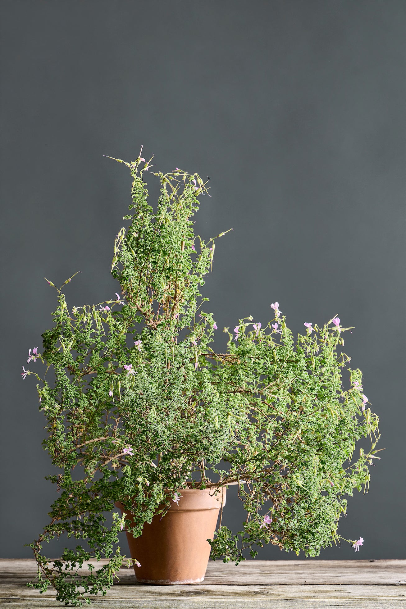 Pelargonium 'Crispum Cy Sunburst': geranio con incantevoli fiori color rosa chiaro, presentato con cura in un vaso di terracotta su un luminoso tavolo di legno.