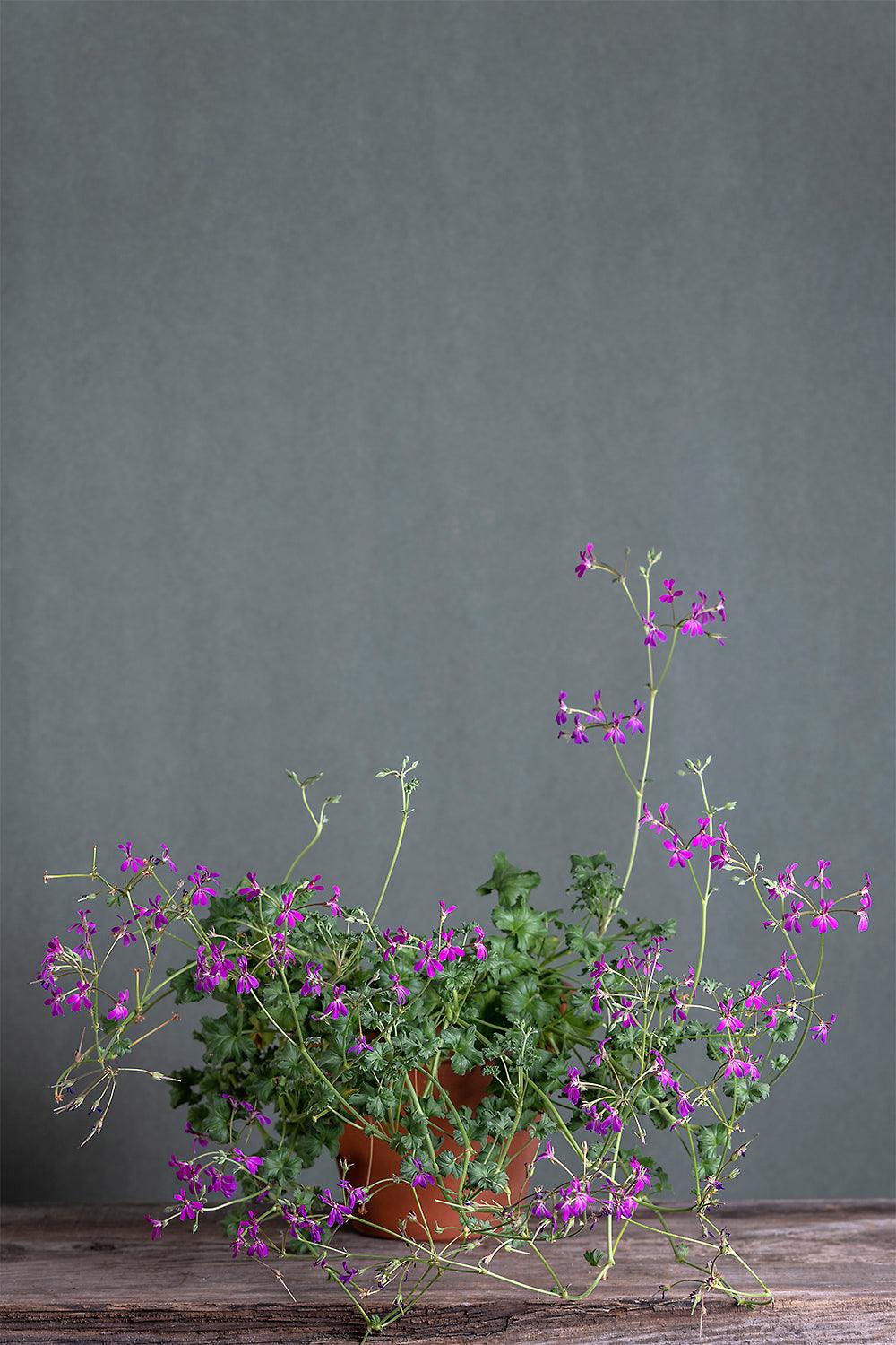 Pelargonium 'Deerwood Lavander Lass': geranio con incantevoli fiori color indaco-violetto, presentato con cura in un vaso di terracotta su un luminoso tavolo di legno.