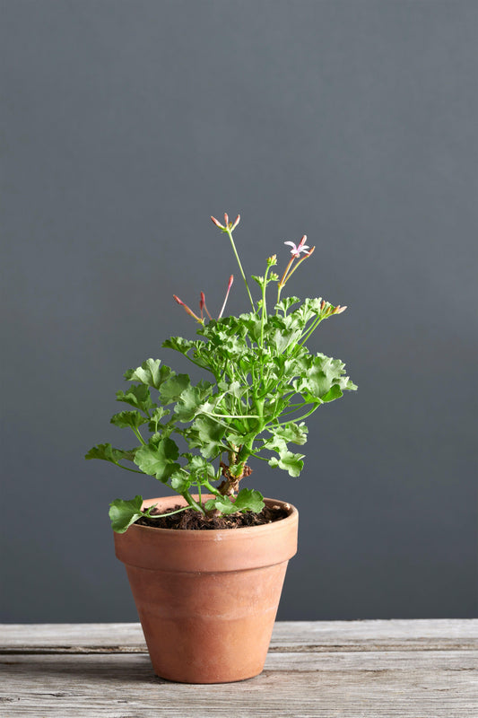 Pelargonium desertorum: geranio con incantevoli fiori color rosa chiaro, presentato con cura in un vaso di terracotta su un luminoso tavolo di legno.