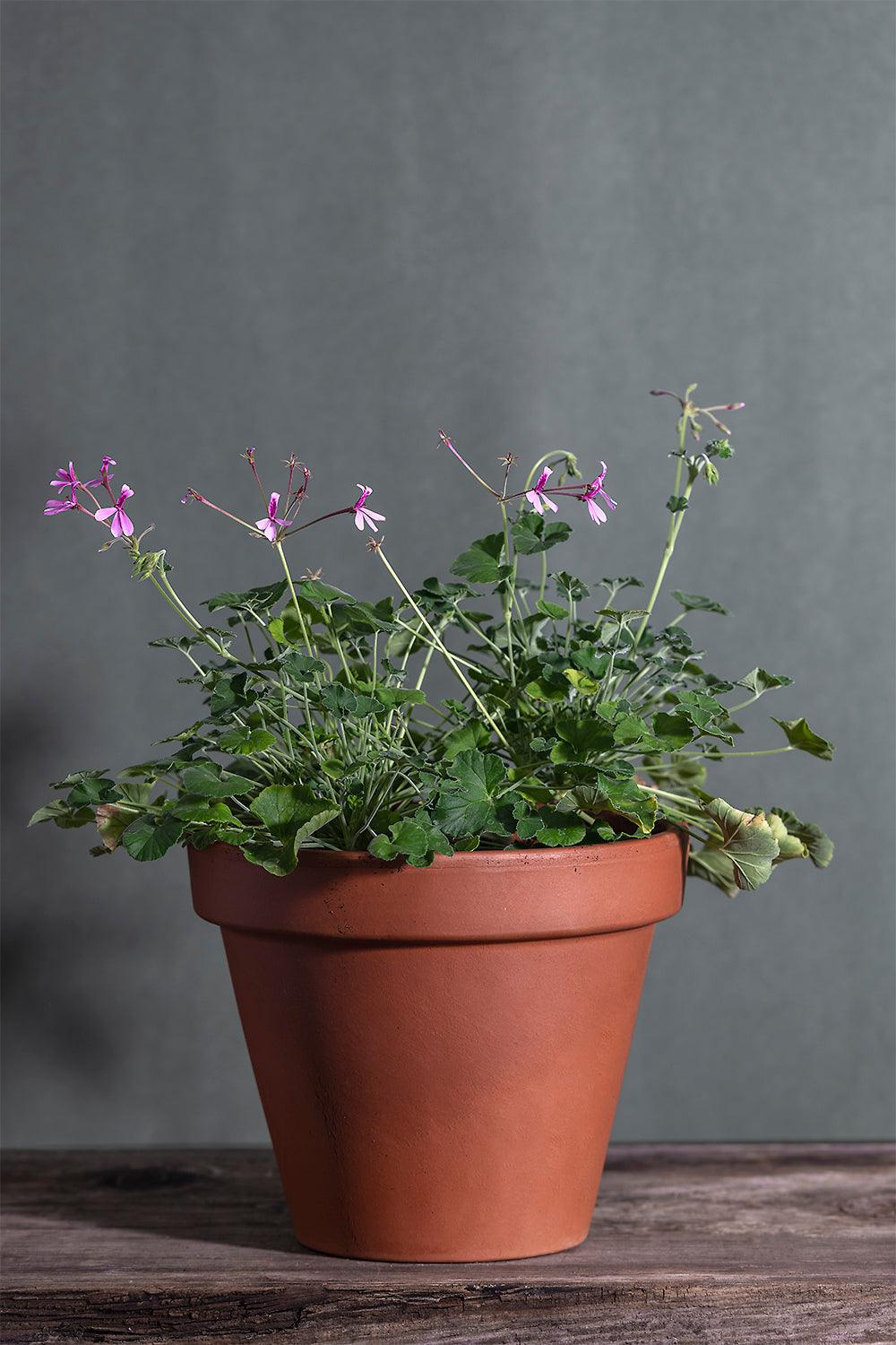 Pelargonium dichondrifolium: giovane geranio con incantevoli fiori color rosa chiaro, presentato con cura in un vaso di terracotta su un luminoso tavolo di legno.