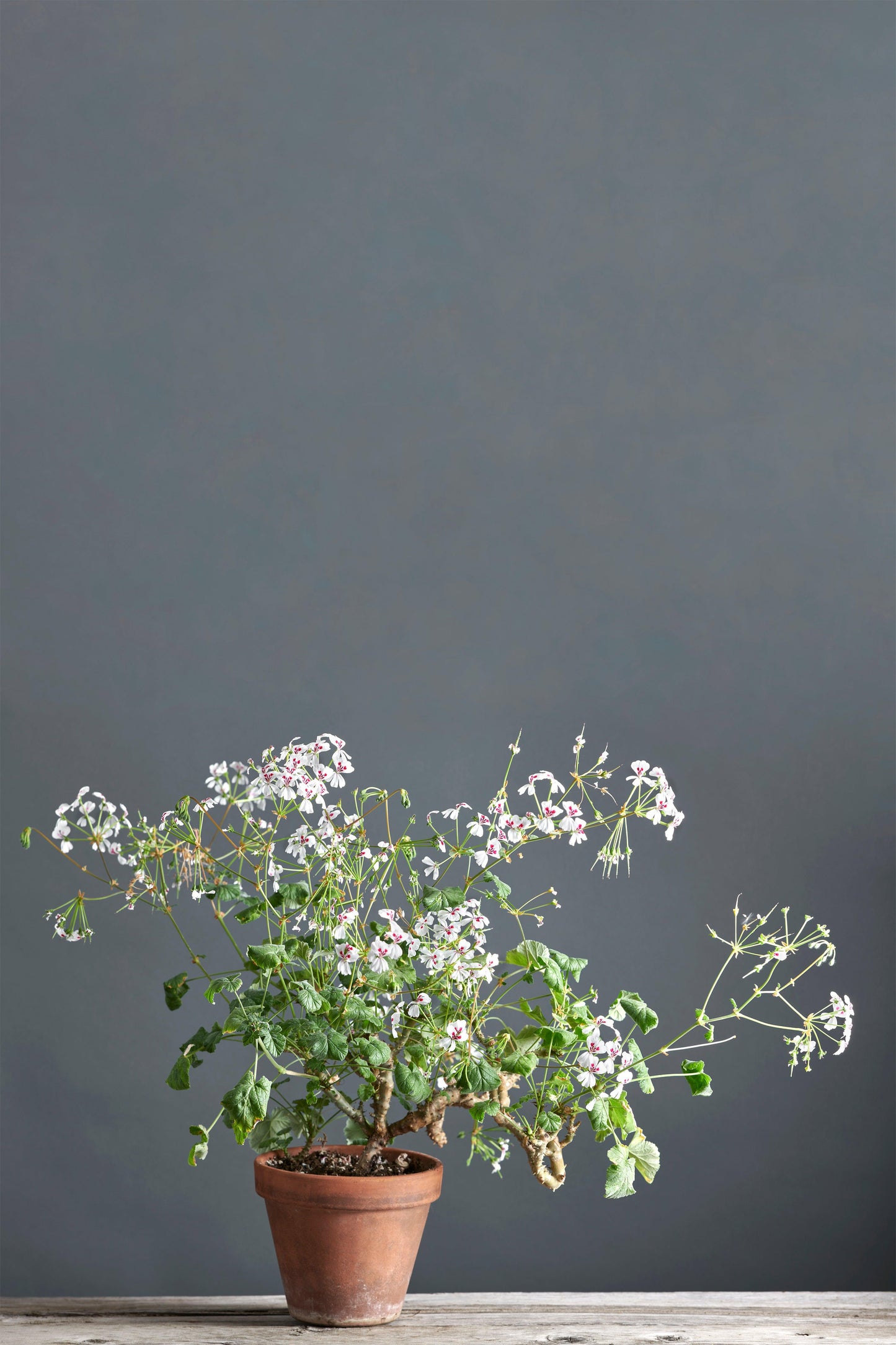 Pelargonium echinatum: geranio con incantevoli fiori bianchi con macchia bordeaux, presentato con cura in un vaso di terracotta su un luminoso tavolo di legno.