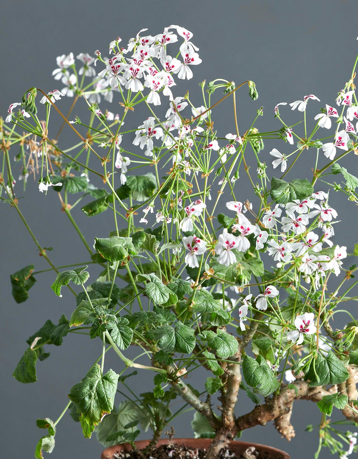 Macro foglie e incantevoli fiori bianchi con macchia bordeaux di Pelargonium echinatum. 