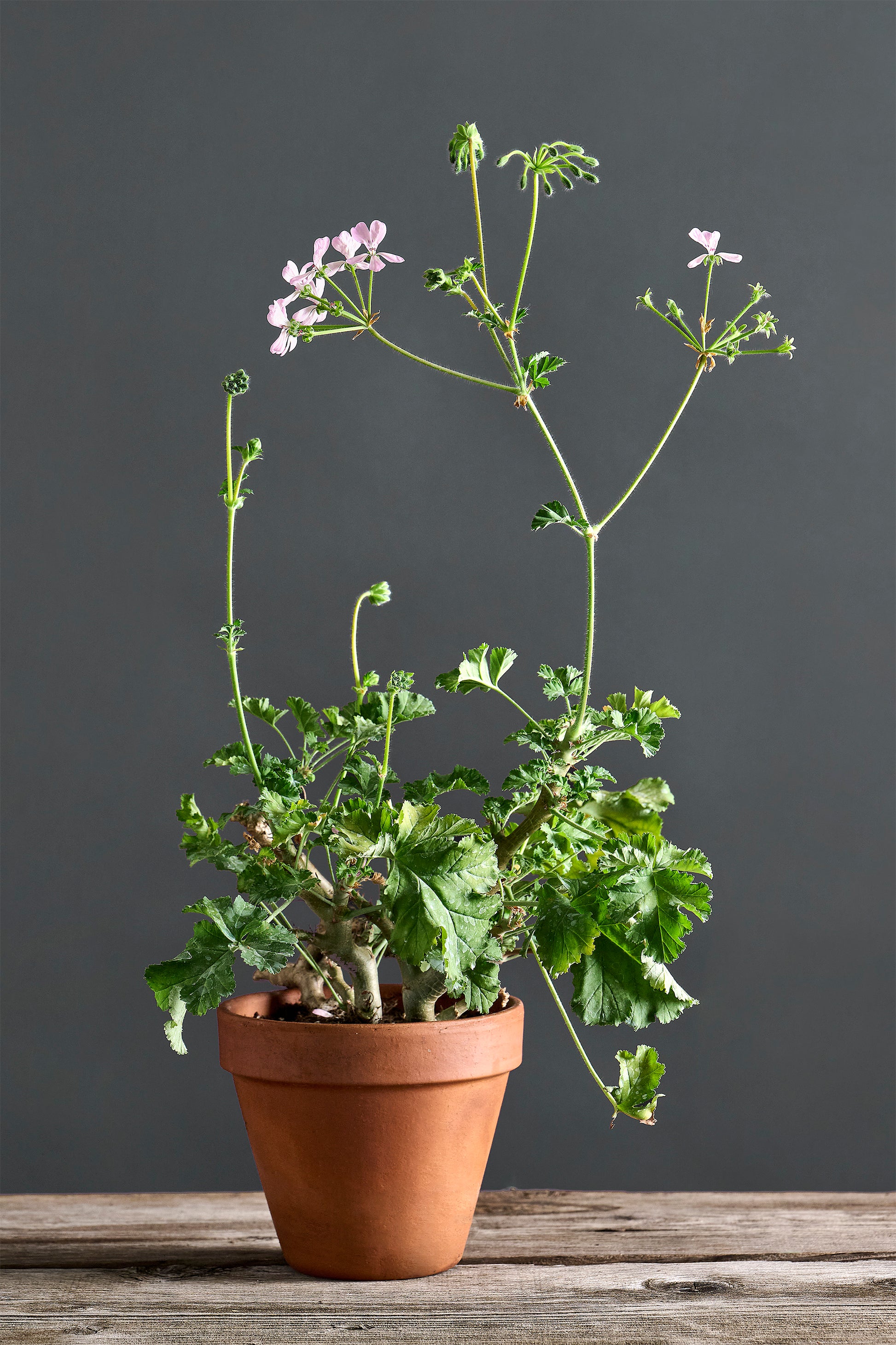 Pelargonium echinatum x gibbosum: geranio con incantevoli fiori rosa, presentato con cura in un vaso di terracotta su un luminoso tavolo di legno.