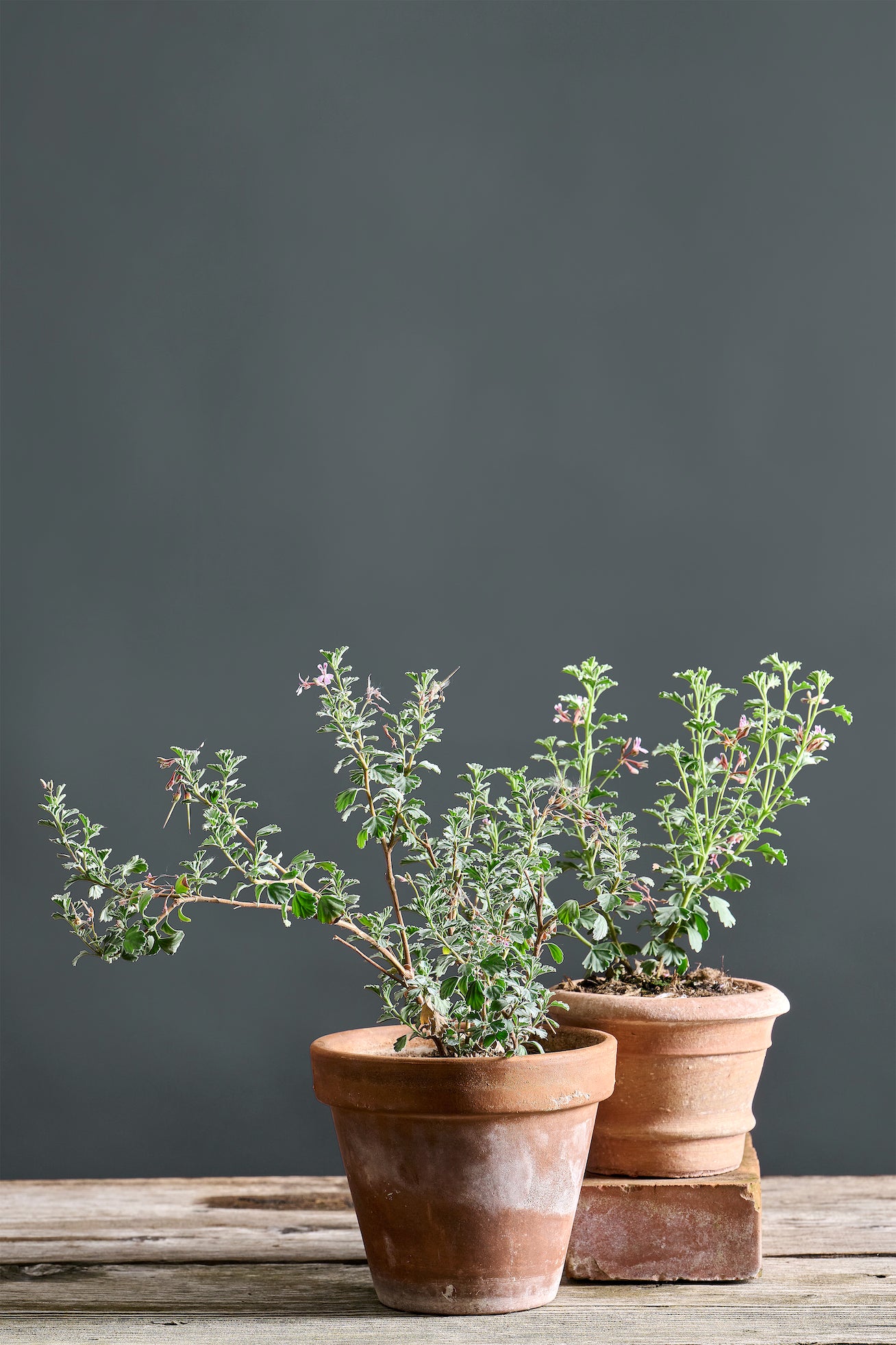 Pelargonium exstipulatum: geranio con incantevoli fiori rosa ghiaccio, presentato con cura in un vaso di terracotta su un luminoso tavolo di legno.