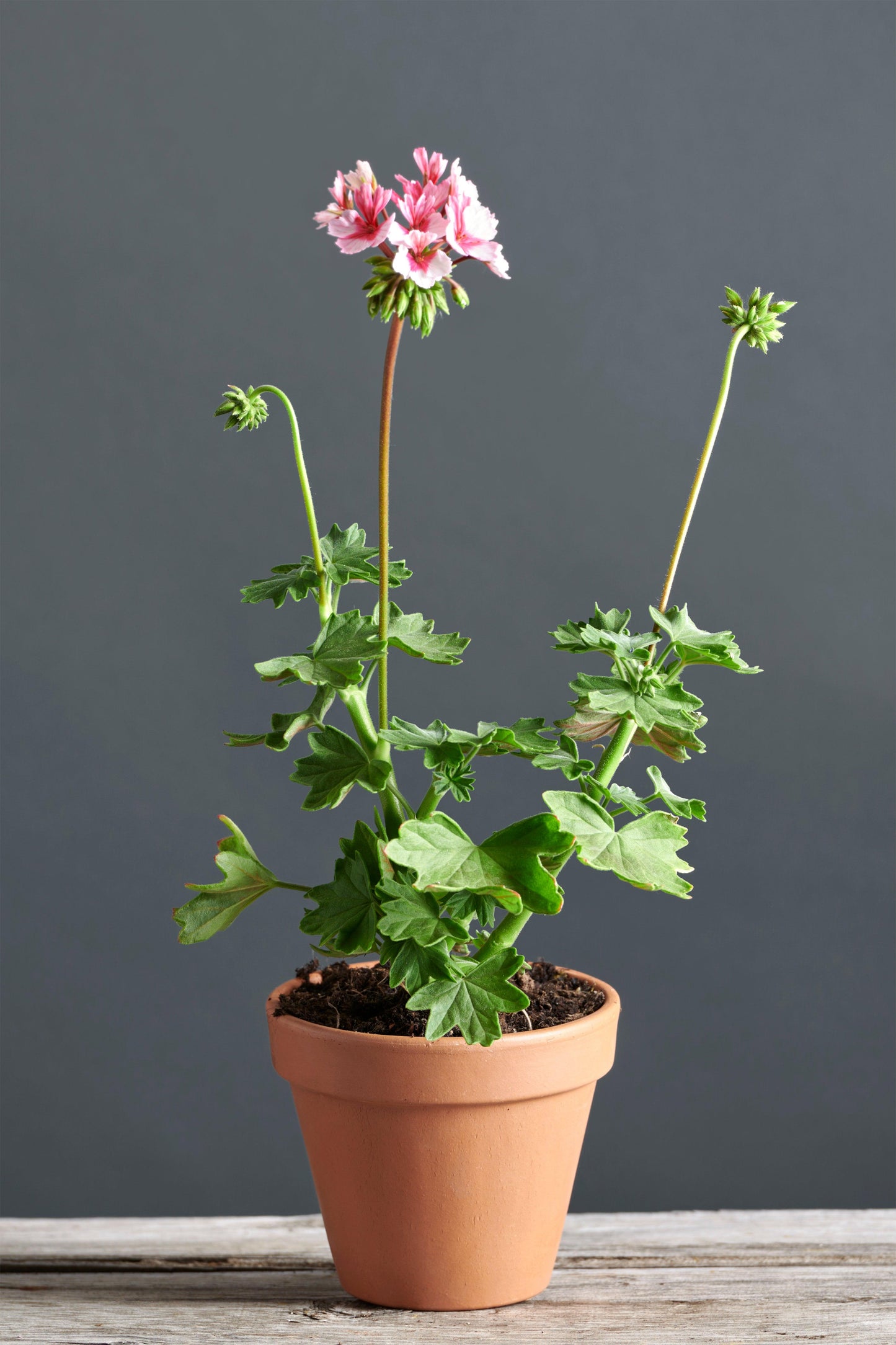 Pelargonium 'Fairy Phlox': geranio con incantevoli fiori rosa-bianchi, presentato con cura in un vaso di terracotta su un luminoso tavolo di legno.