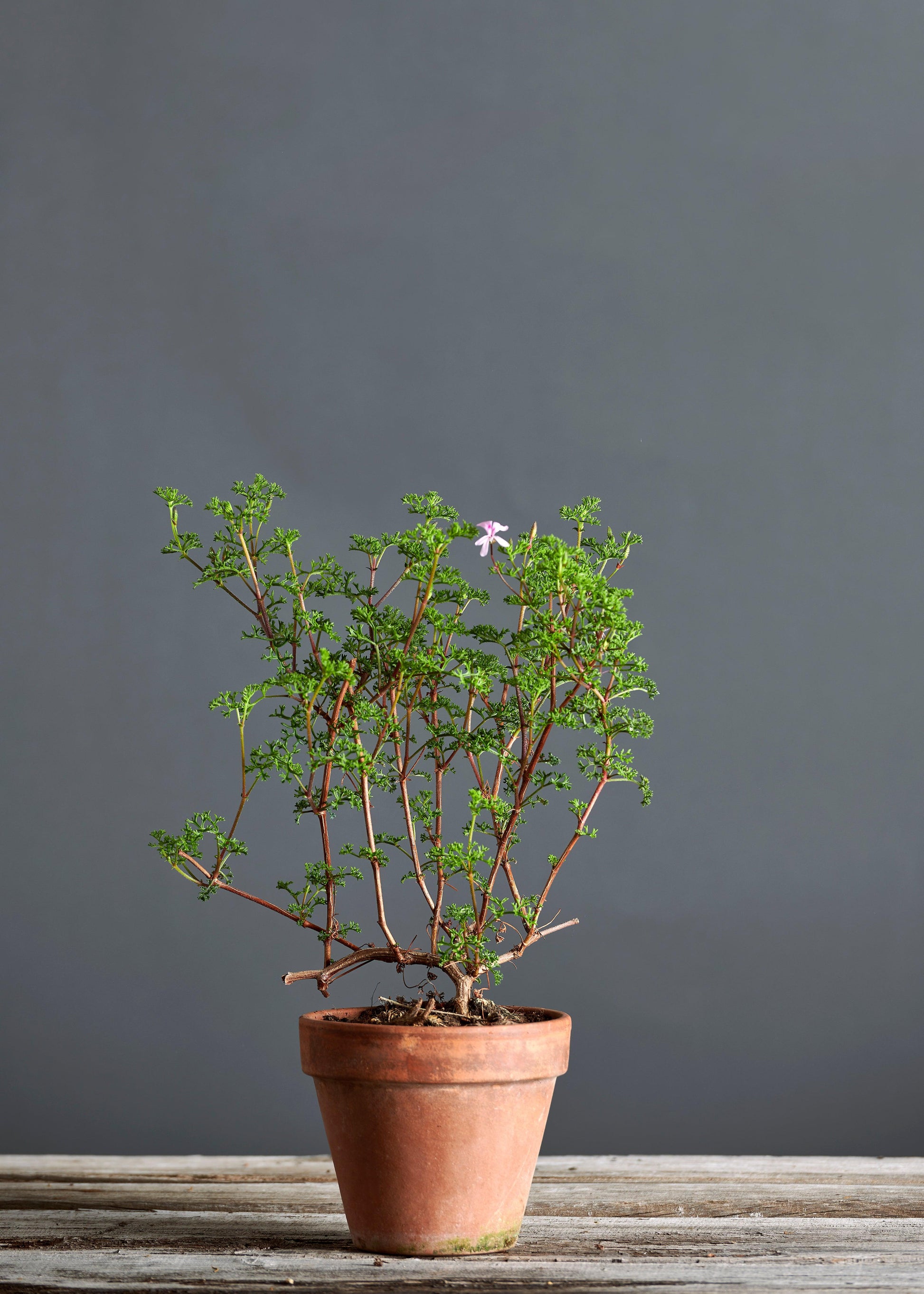 Pelargonium fruticosum: geranio con incantevoli fiori rosa, presentato con cura in un vaso di terracotta su un luminoso tavolo di legno.