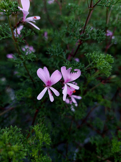 Macro foglie e incantevoli fiori rosa di Pelargonium fruticosum.