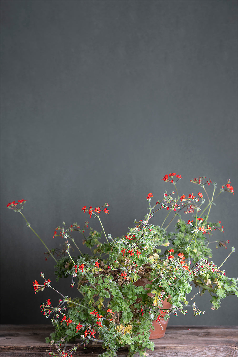 Pelargonium fulgidum: geranio con incantevoli fiori scarlatti, presentato con cura in un vaso di terracotta su un luminoso tavolo di legno.