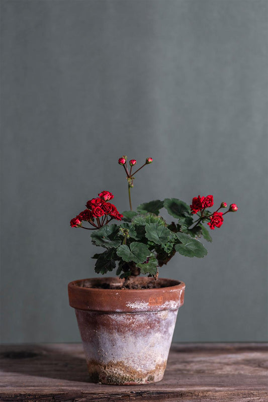 Pelargonium 'Garnet Rosebud': geranio con incantevoli fiori rosso scuro, presentato con cura in un vaso di terracotta su un luminoso tavolo di legno.