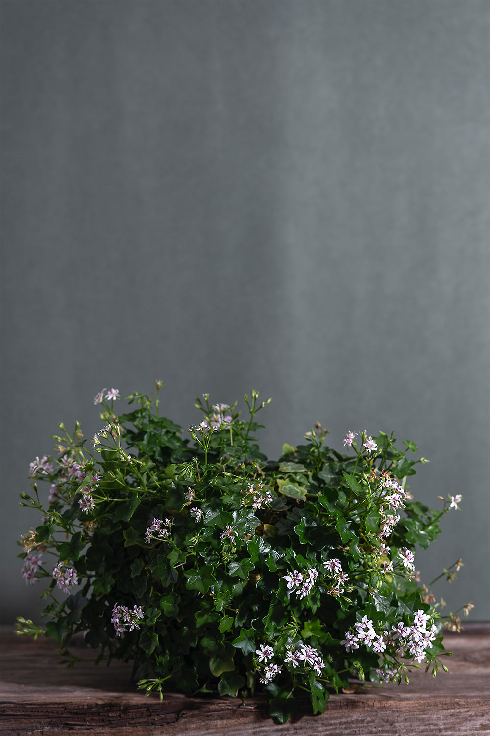 Pelargonium 'Gay Baby': geranio con incantevoli fiori bianchi, presentato con cura in un vaso di terracotta su un luminoso tavolo di legno.
