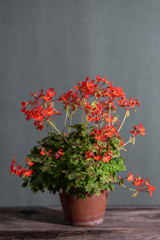 Pelargonium 'Golden Ears': geranio con incantevoli fiori rosso scarlatto, presentato con cura in un vaso di terracotta su un luminoso tavolo di legno.