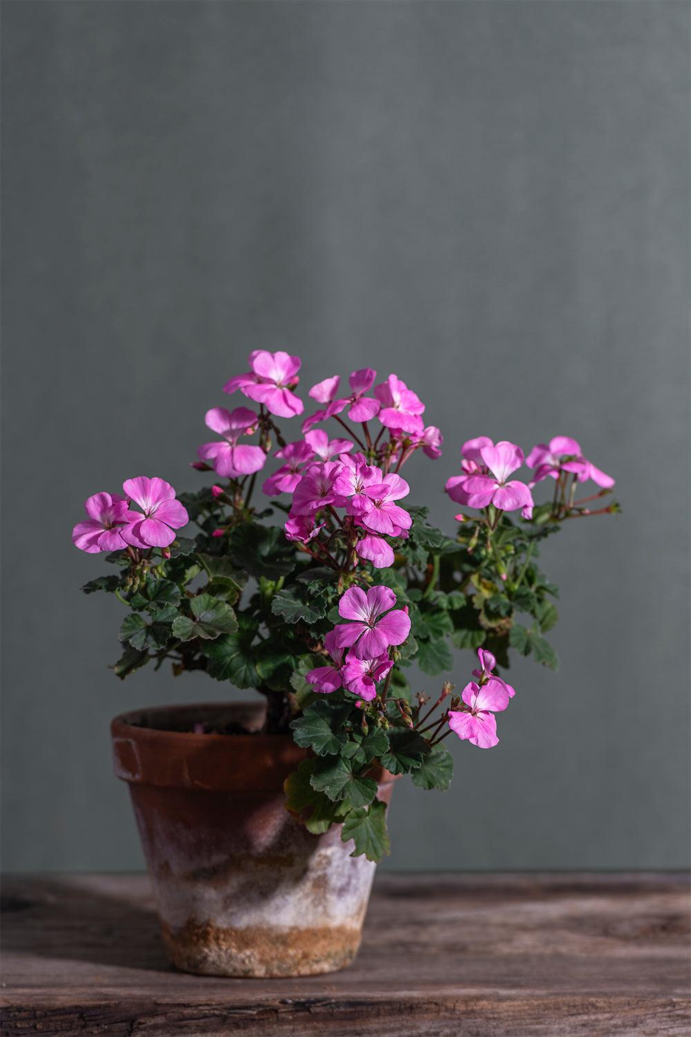 Pelargonium 'Grace Wells': geranio con incantevoli fiori color lavanda, presentato con cura in un vaso di terracotta su un luminoso tavolo di legno.