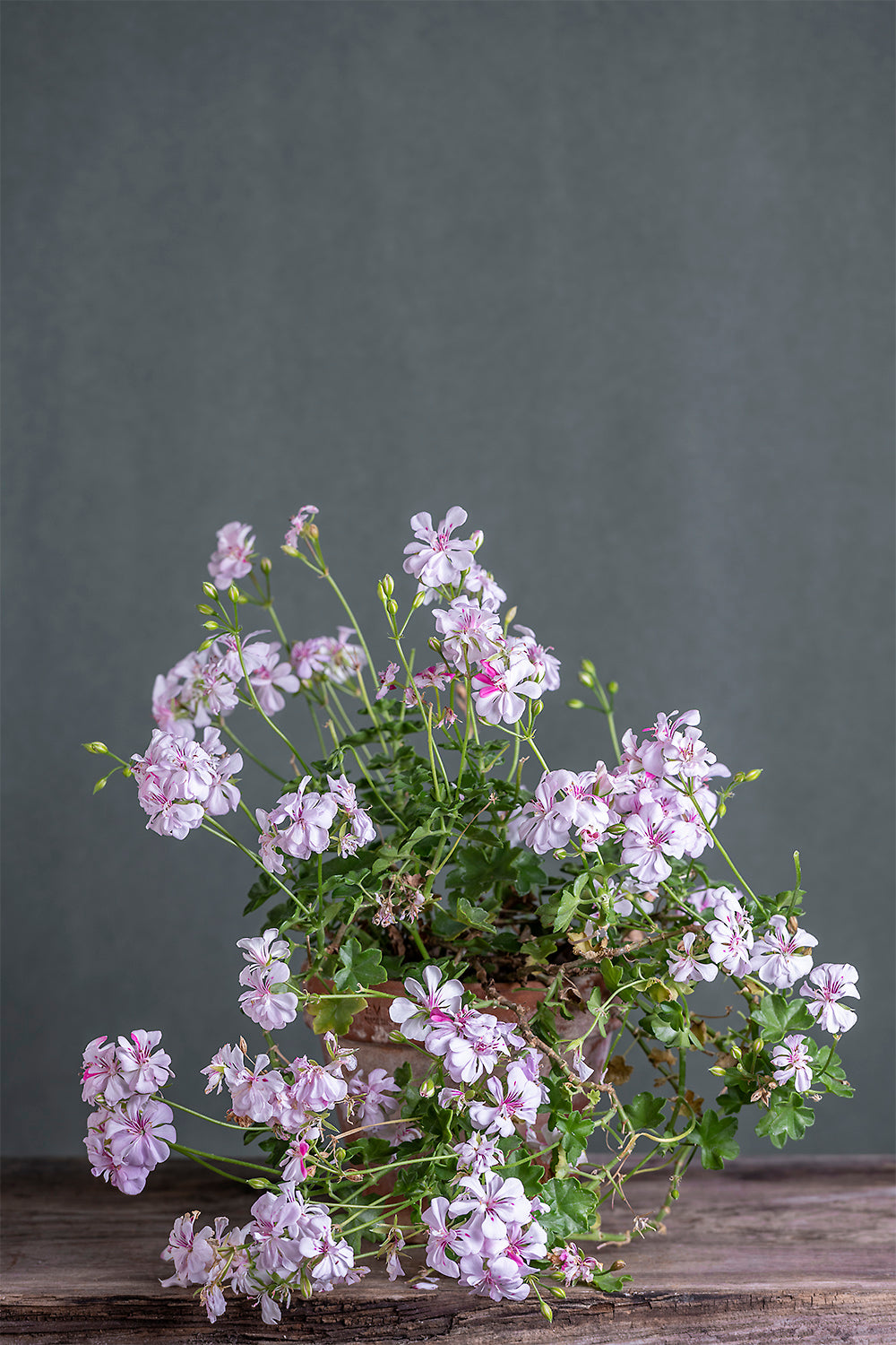 Pelargonium 'Icing Sugar': geranio con incantevoli fiori bianco-fucsia, presentato con cura in un vaso di terracotta su un luminoso tavolo di legno.