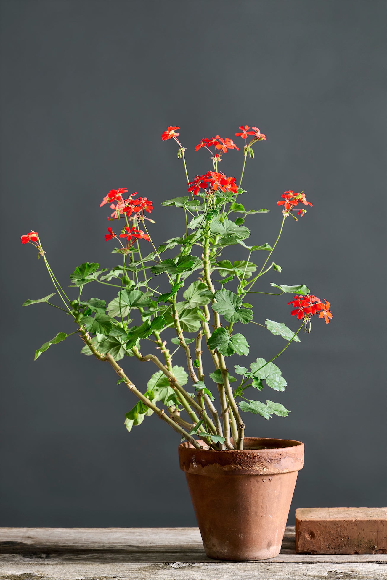 Pelargonium inquinans: geranio con incantevoli fiori rosso geranio, presentato con cura in un vaso di terracotta su un luminoso tavolo di legno.