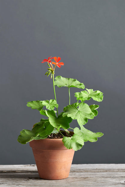 Pelargonium inquinans: geranio con incantevoli fiori rosso geranio, presentato con cura in un vaso di terracotta su un luminoso tavolo di legno.