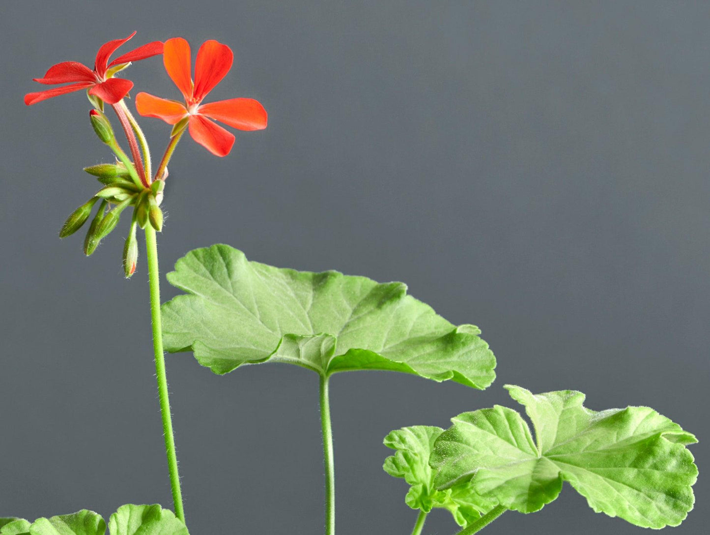 Macro pelargonium inquinans, geranio con incantevoli fiori rossi