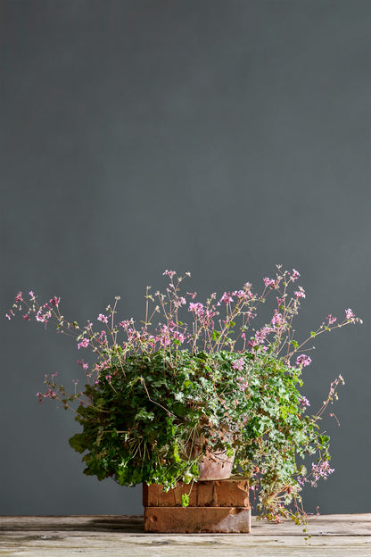 Pelargonium ionidiflorum: geranio con incantevoli fiori rosa, presentato con cura in un vaso di terracotta su un luminoso tavolo di legno.