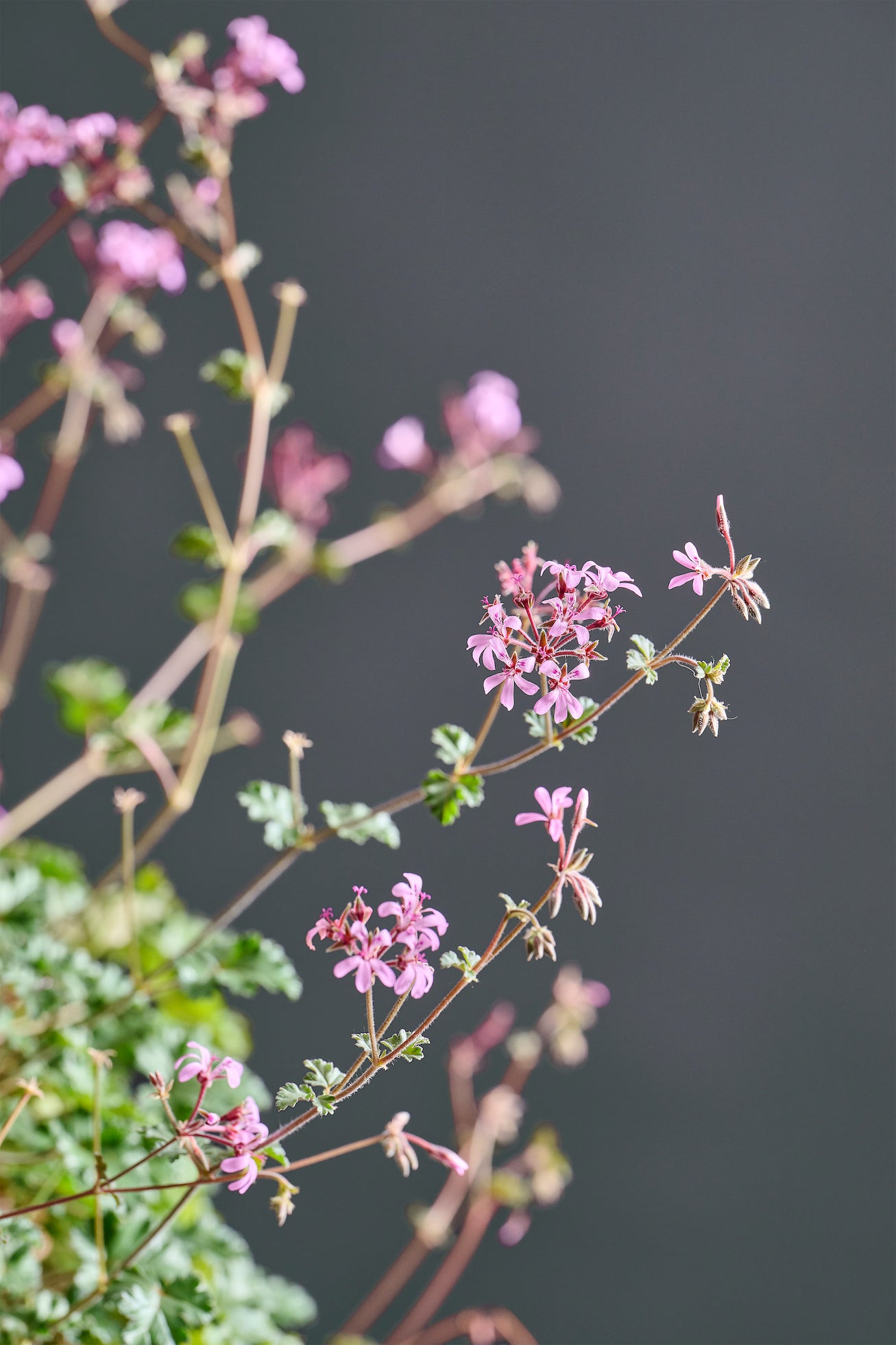 Macro foglie e incantevoli fiori rosa di Pelargonium ionidiflorum.