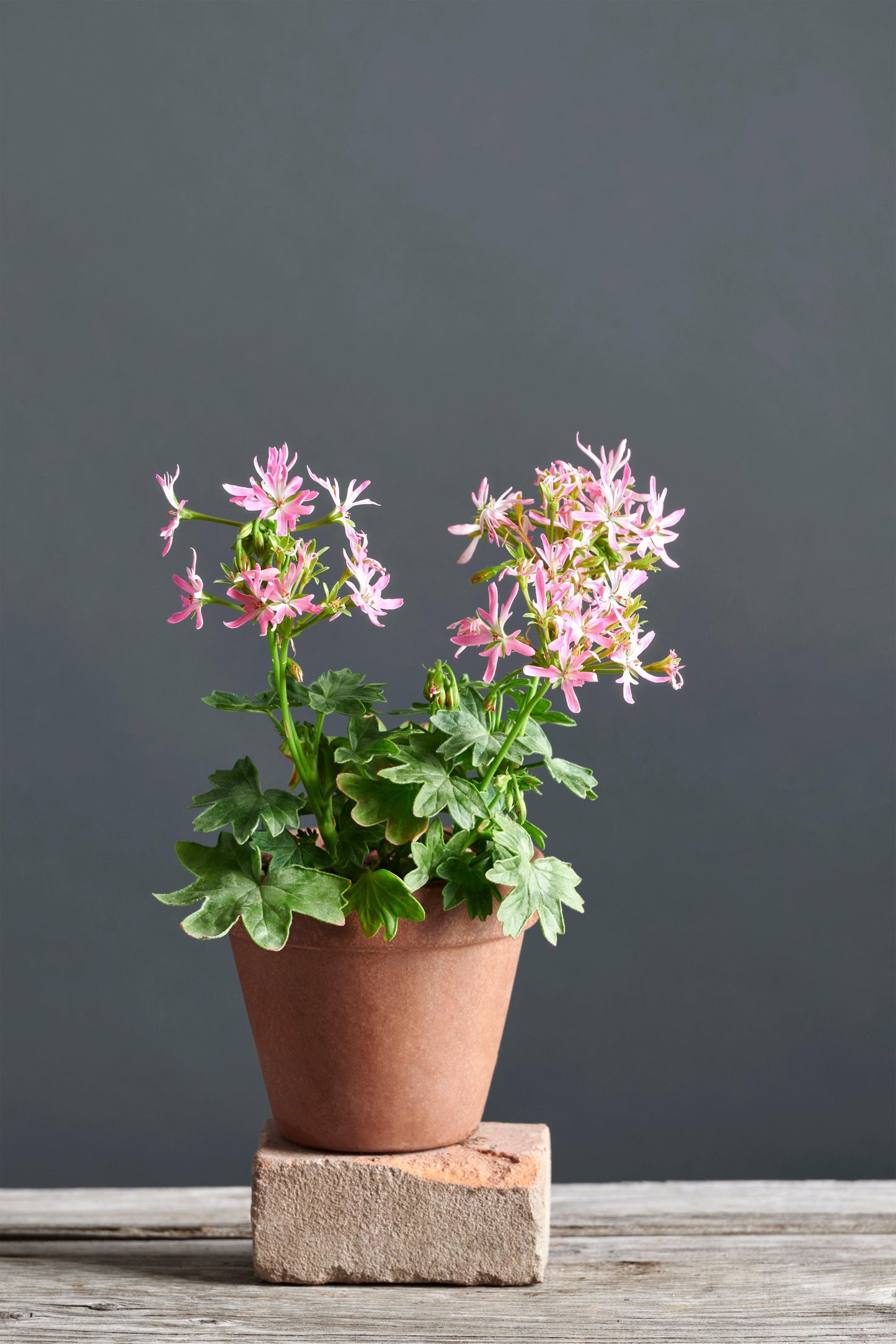 Pelargonium 'Isabelle': geranio con incantevoli fiori rosa-bianchi, presentato con cura in un vaso di terracotta su un luminoso tavolo di legno.