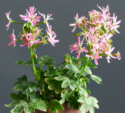 Macro foglie e incantevoli fiori rosa-bianchi di Pelargonium 'Isabelle'.