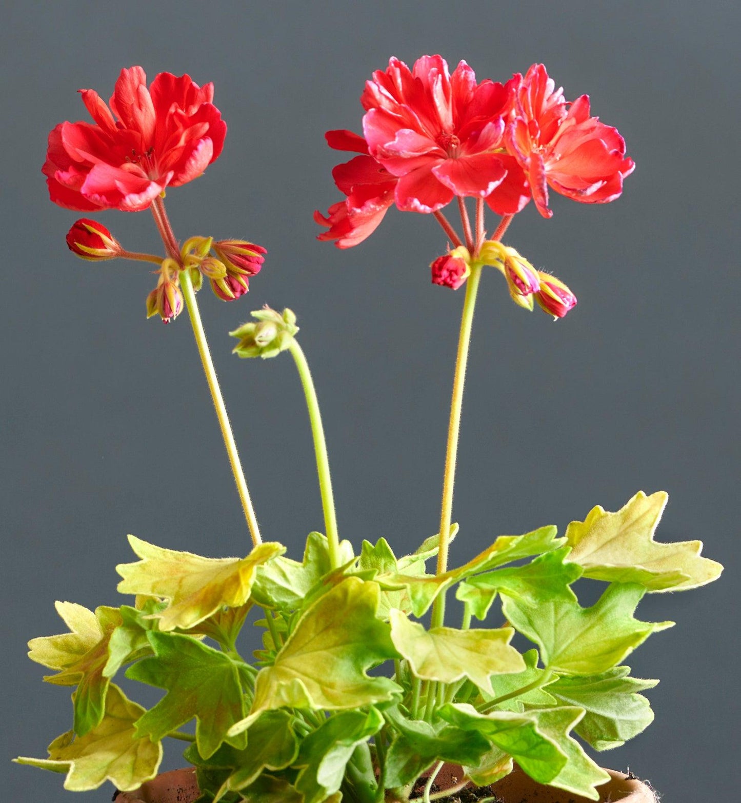 Macro foglie e incantevoli fiori color rosso ciliegia di Pelargonium 'Kitbridge'.