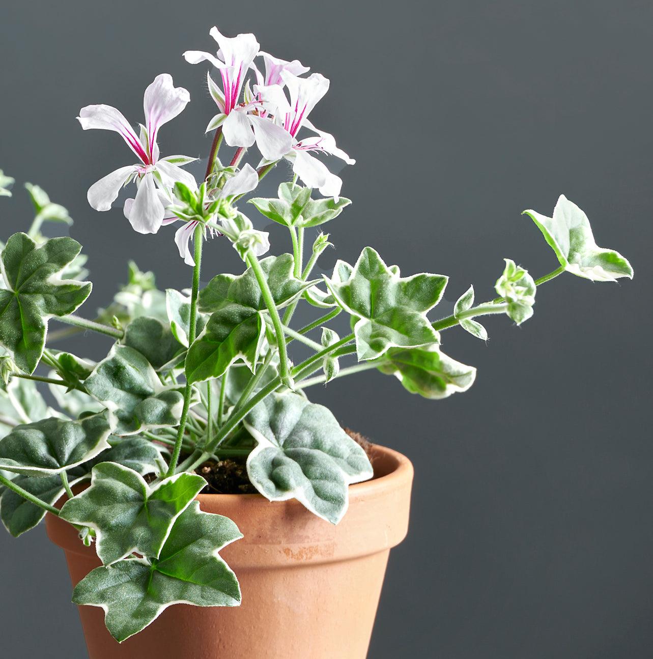 Macro foglie e incantevoli fiori bianco-rosa di Pelargonium 'L'Elegante'.