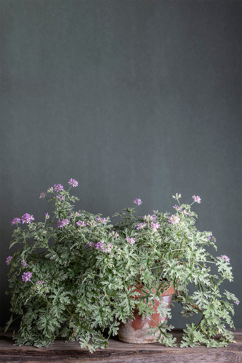 Pelargonium 'Lady Plymouth': geranio con incantevoli fiori color rosa-bianco, presentato con cura in un vaso di terracotta su un luminoso tavolo di legno.