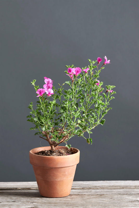 Pelargonium limoneum: geranio con incantevoli fiori color fucsia, presentato con cura in un vaso di terracotta su un luminoso tavolo di legno.