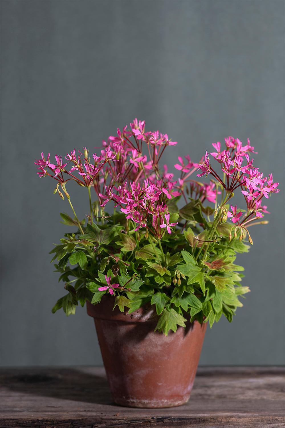 Pelargonium 'Lotusland': geranio con incantevoli fiori color fucsia, presentato con cura in un vaso di terracotta su un luminoso tavolo di legno.