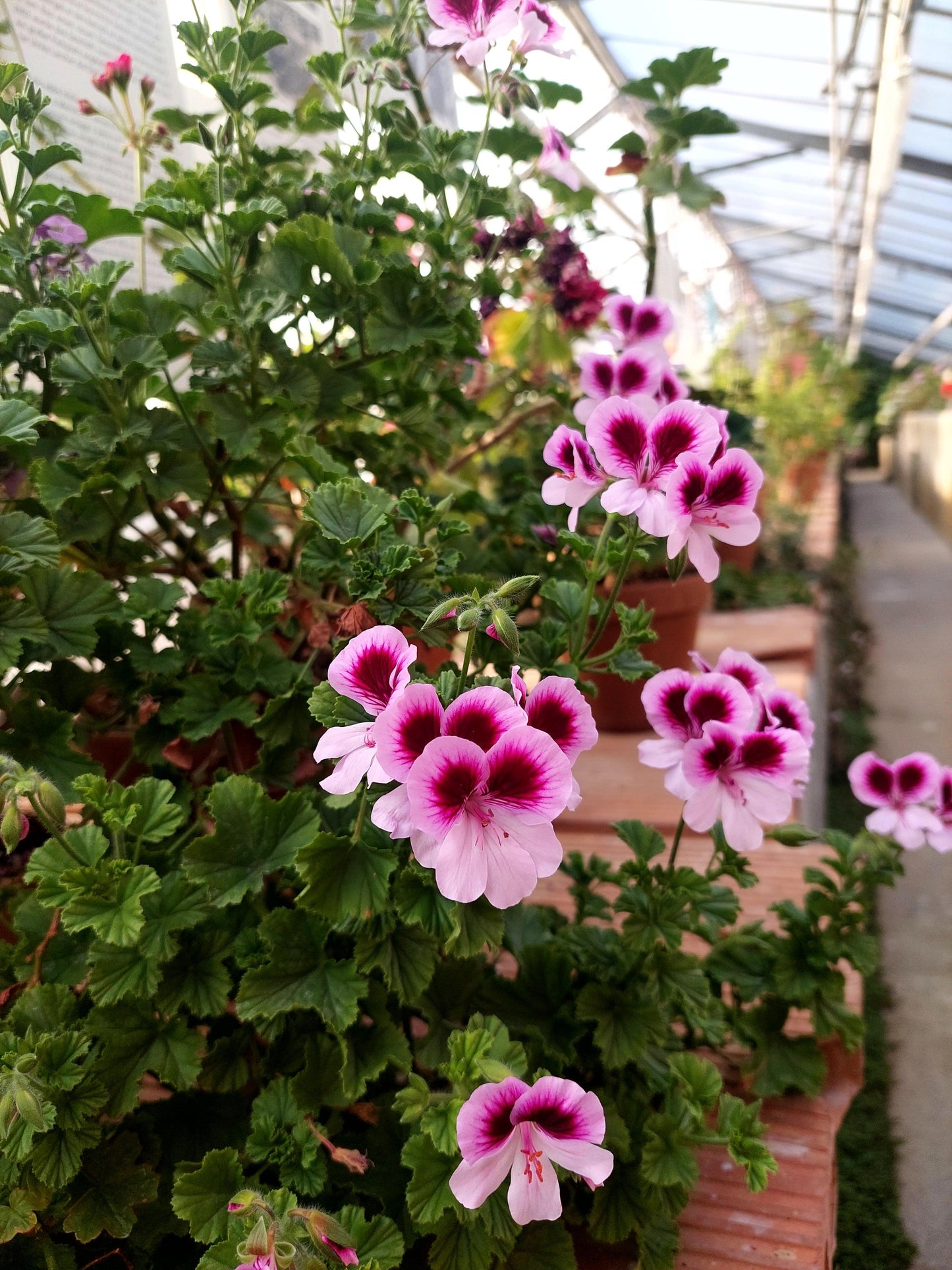 Pelargonium 'Madam Layal': geranio con incantevoli fiori color rosa lavanda, macro su fiore.