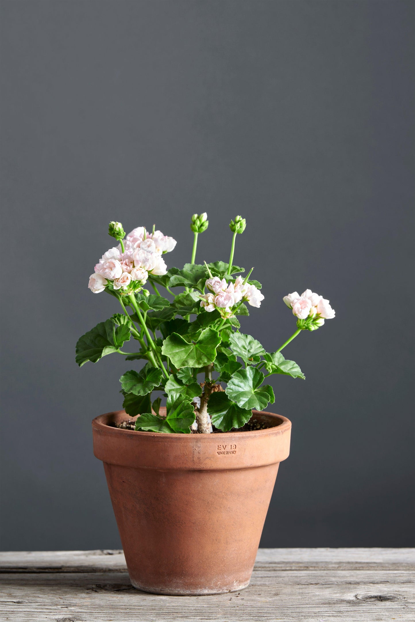 Pelargonium 'Mårbacka Tulpan': geranio con incantevoli fiori color rosa perlaceo, presentato con cura in un vaso di terracotta su un luminoso tavolo di legno.