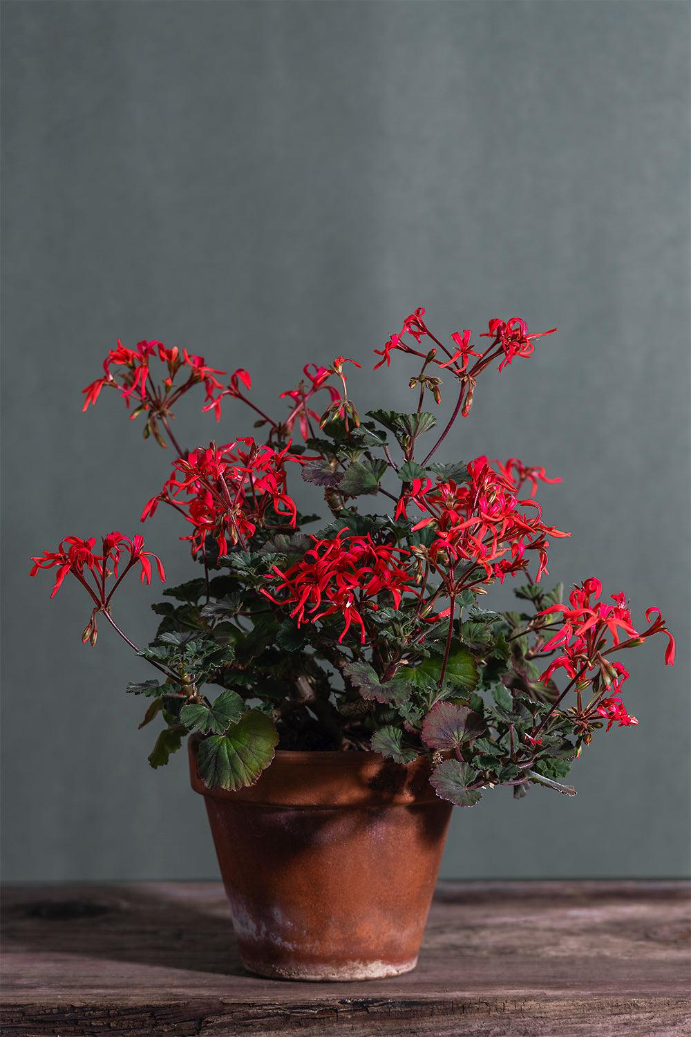 Pelargonium 'Max Orange Quill': geranio con incantevoli fiori color arancio bruciato, presentato con cura in un vaso di terracotta su un luminoso tavolo di legno.