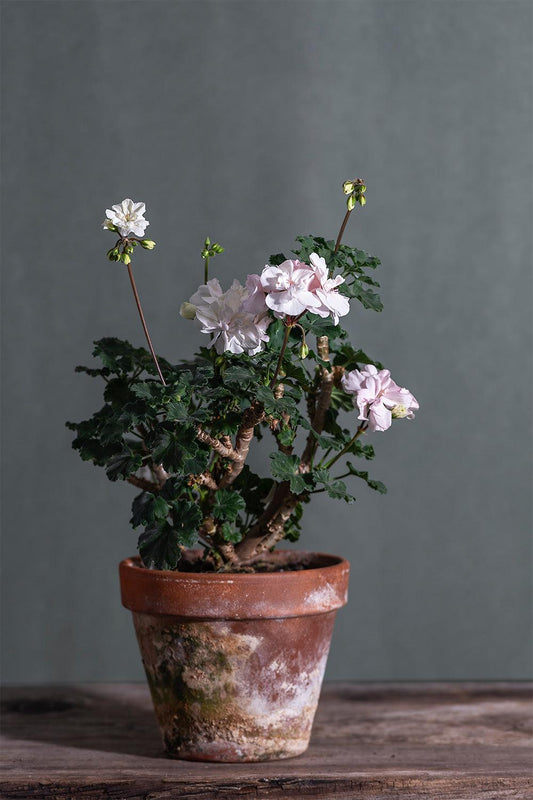 Pelargonium 'Medley': geranio con incantevoli fiori bianchi, presentato con cura in un vaso di terracotta su un luminoso tavolo di legno.