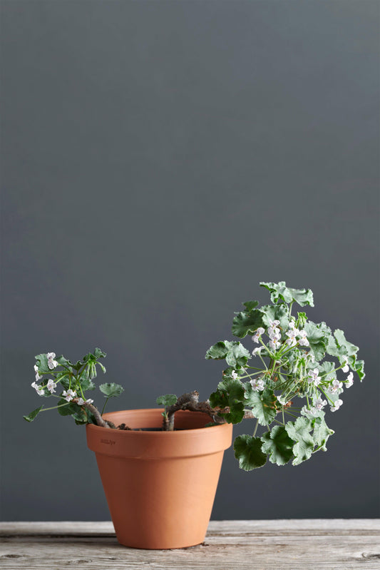 Pelargonium mirabile: geranio con incantevoli fiori bianchi, presentato con cura in un vaso di terracotta su un luminoso tavolo di legno.