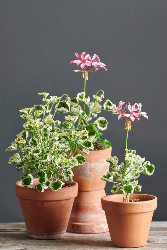 Pelargonium 'Monarch': geranio con incantevoli fiori color salmone, presentato con cura in un vaso di terracotta su un luminoso tavolo di legno.