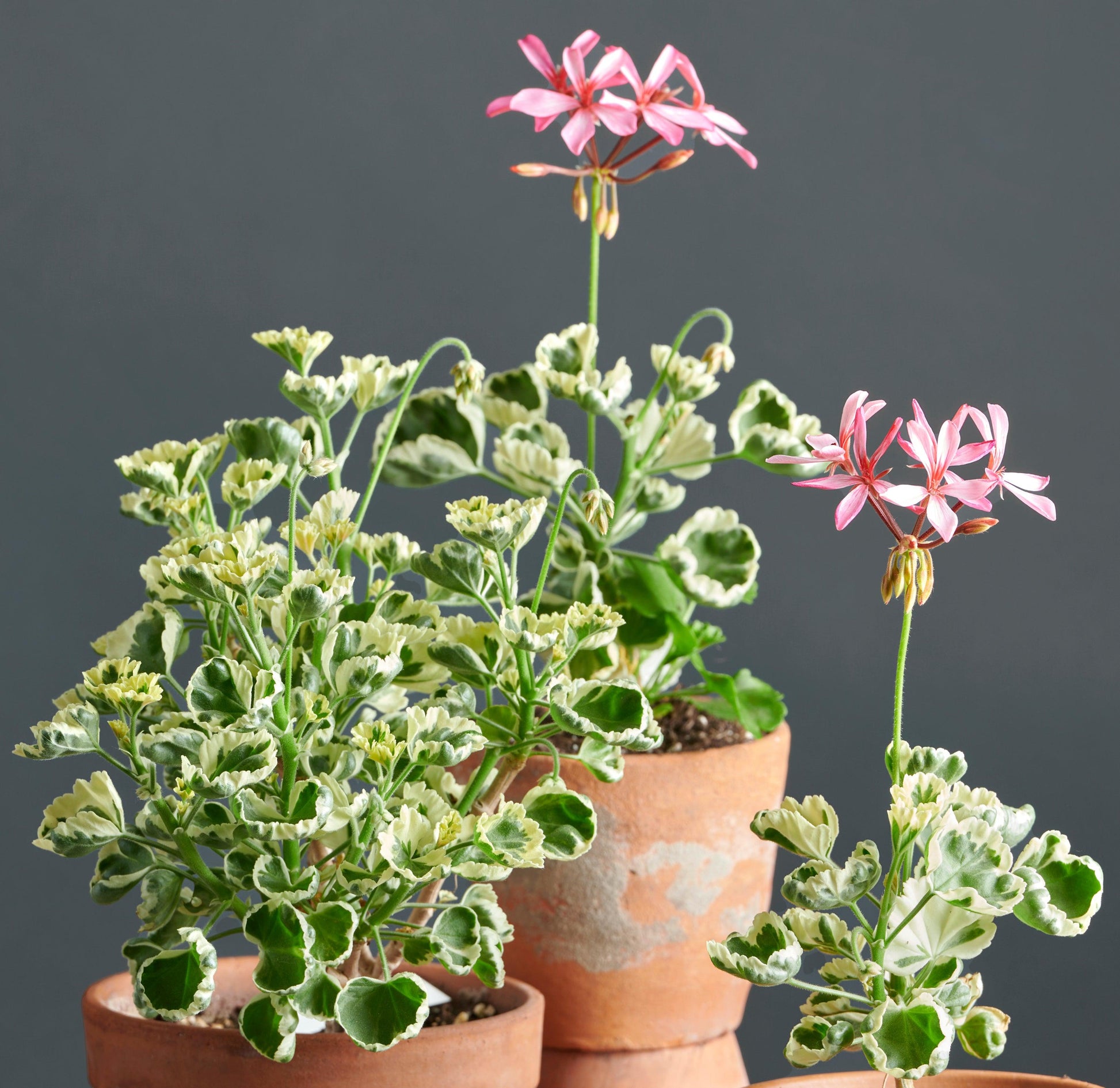 Pelargonium 'Monarch': geranio con incantevoli fiori color salmone, presentato con cura in un vaso di terracotta su un luminoso tavolo di legno.