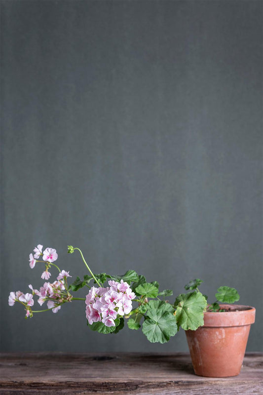 Pelargonium 'Mrs. J.J. Knight': geranio con incantevoli fiori color rosa-fucsia, presentato con cura in un vaso di terracotta su un luminoso tavolo di legno.