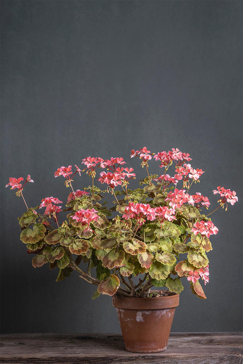 Pelargonium 'Mrs. Quilter': geranio con incantevoli fiori color rosa antico, presentato con cura in un vaso di terracotta su un luminoso tavolo di legno.