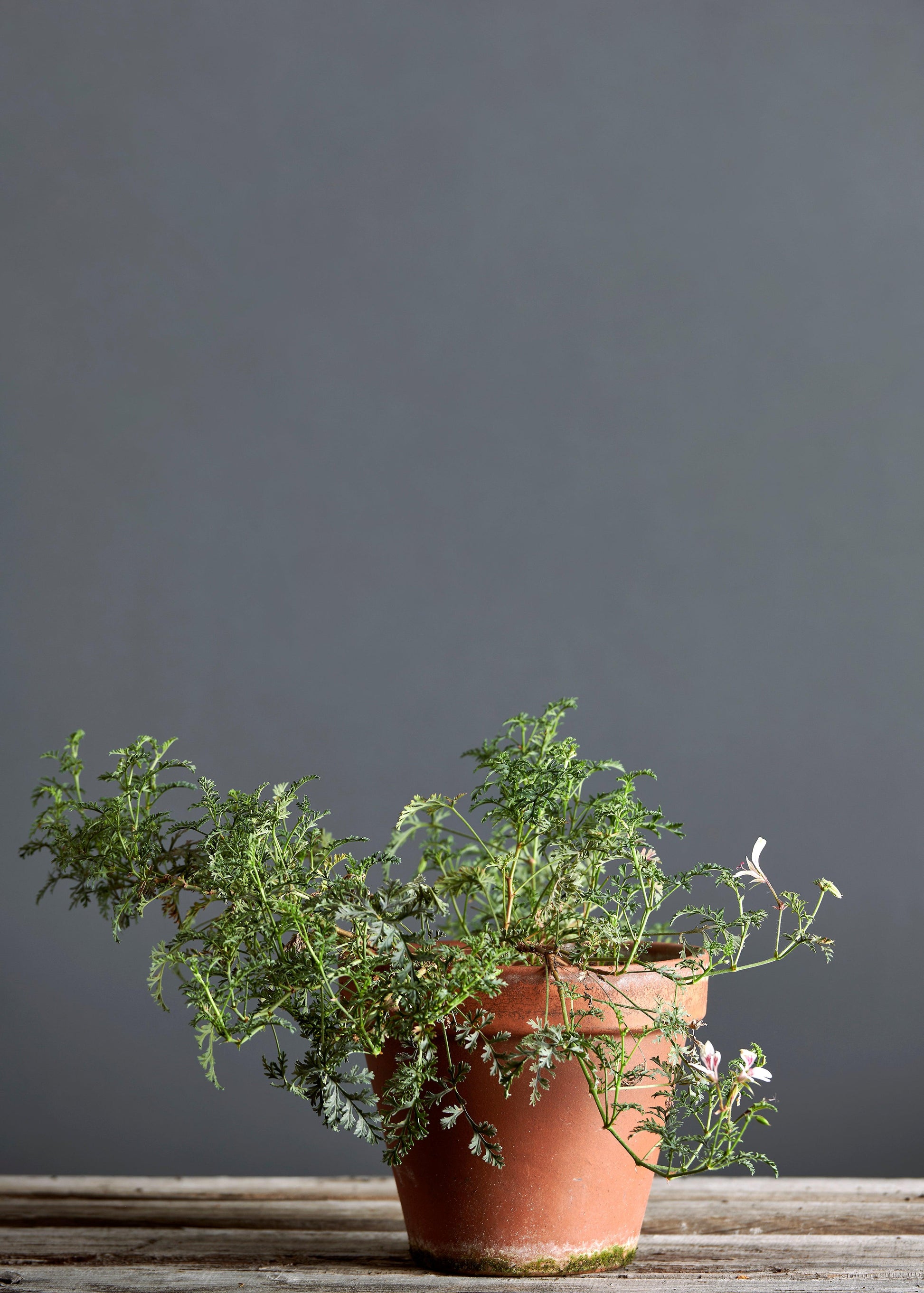 Pelargonium myrrhifolium var coriandrifolium: geranio con incantevoli fiori color giallo-bianco, presentato con cura in un vaso di terracotta su un luminoso tavolo di legno.