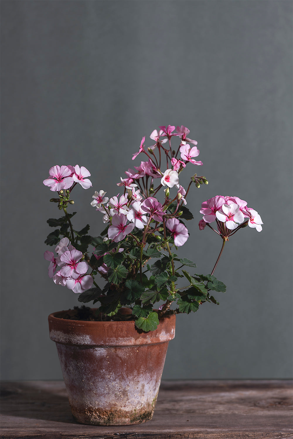 Pelargonium 'Nicor Star': geranio con incantevoli fiori bianco rosati, presentato con cura in un vaso di terracotta su un luminoso tavolo di legno.