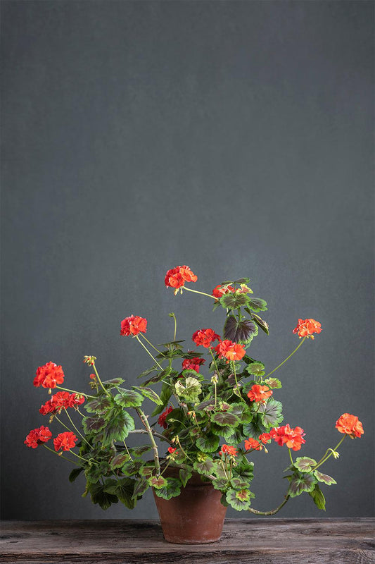 Pelargonium 'Occold Shield': geranio con incantevoli fiori color rosso corallo chiaro, presentato con cura in un vaso di terracotta su un luminoso tavolo di legno.