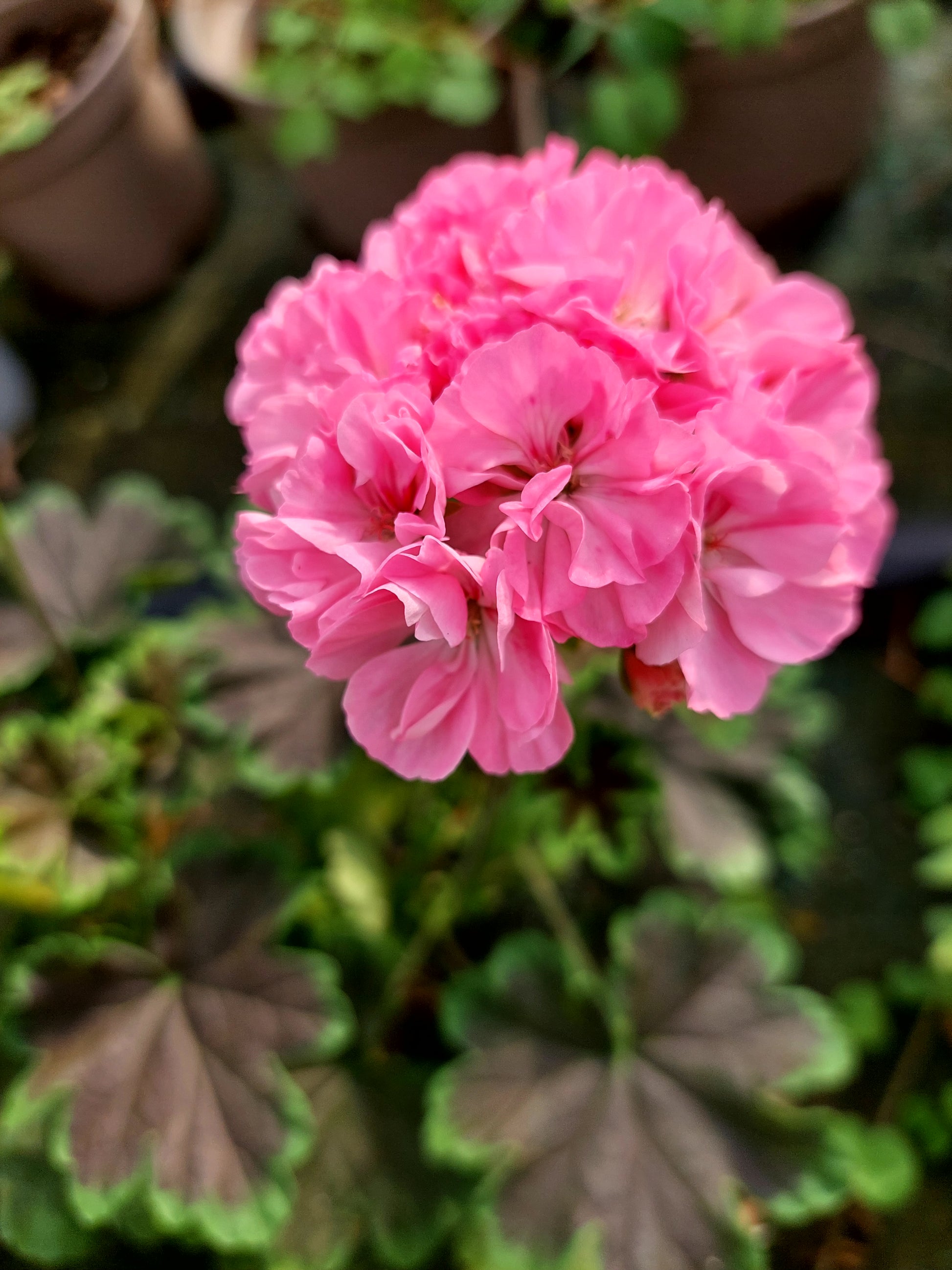 Pelargonium 'Odensjö Black Mamba': geranio con incantevoli fiori color rosa garofano, presentato con cura in un vaso di terracotta su un luminoso tavolo di legno.