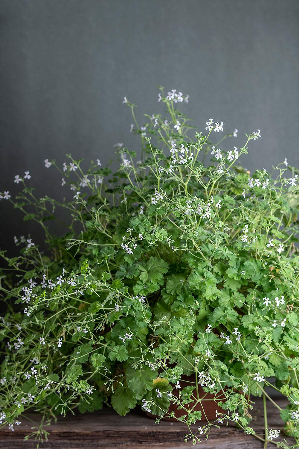 Pelargonium odoratissimum: geranio con incantevoli fiori bianco puro, presentato con cura in un vaso di terracotta su un luminoso tavolo di legno.