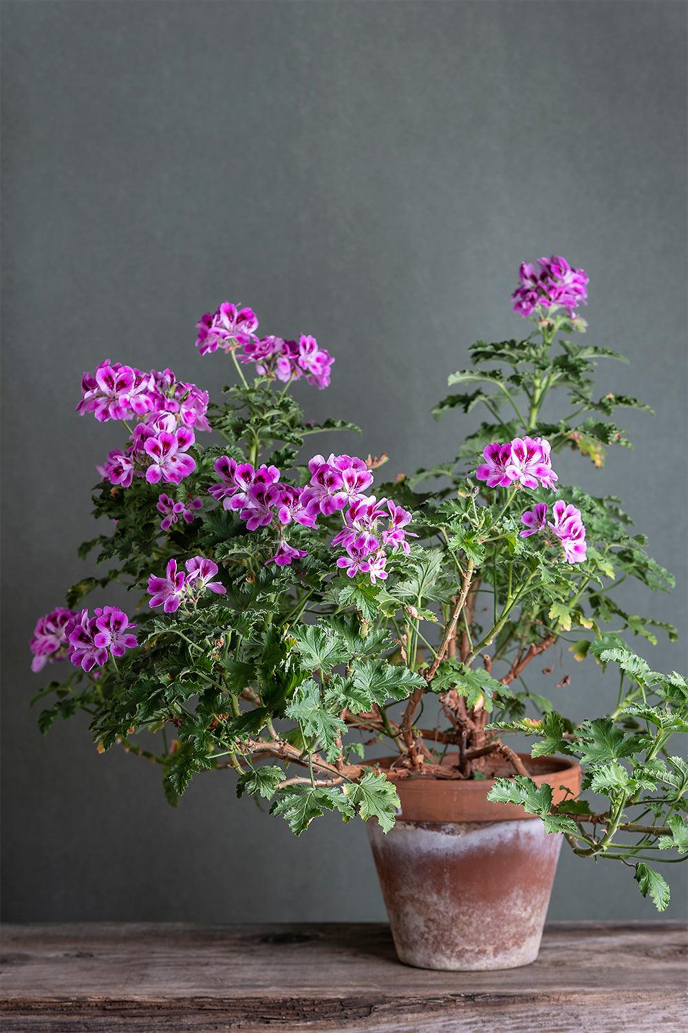 Pelargonium 'Orsett': geranio con incantevoli fiori color lavanda, presentato con cura in un vaso di terracotta su un luminoso tavolo di legno.