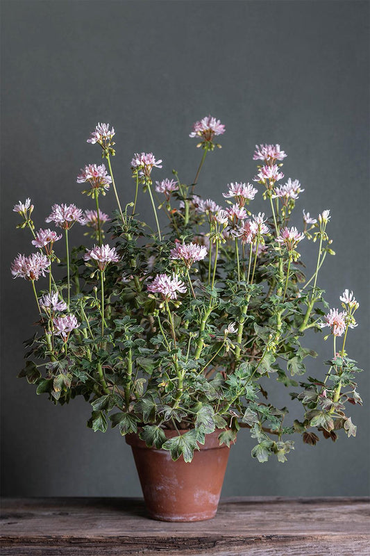 Pelargonium 'Pagoda': geranio con incantevoli fiori bianchi-rosa, presentato con cura in un vaso di terracotta su un luminoso tavolo di legno.